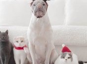 Невероятная дружба: крошечная собака и коты не расстаются уже несколько лет 