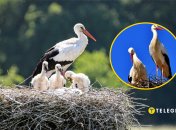 В прошлом году в аистиной семье разыгрывались настоящие драмы