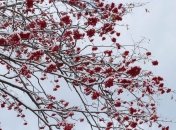 Устойчивые холода: синоптики дали прогноз до конца недели 