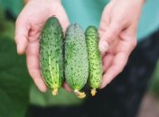 Что делать, если огурцы желтеют и засыхают