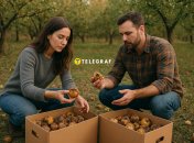 Гнилые яблоки нужно убрать из сада