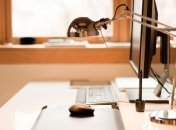 Новый коллектив: правила поведения