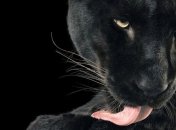 Полны человеческих эмоций: животные на снимках Тима Флача (Фото)