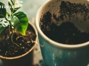 Кофейная гуща может стать отличным удобрением для комнатных растений (изображение создано с помощью ИИ)