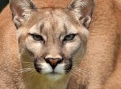 Сбежавший из клетки лев убил 22-летнюю стажерку в зоопарке США