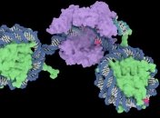 Ученые: Нуклеосомы могут подавлять эффективность расщепления CRISPR/Cas9 