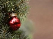 Заработали пункты утилизации киевских новогодних елок