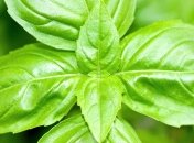 Базилик: полезные свойства