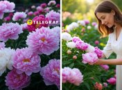 Пионы порадуют пышным цветением, если подживить их банановой кожурой