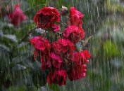 Циклон с атмосферными фронтам: часть Украины накроют дожди 