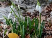 Сегодня - День подснежника
