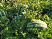 На Херсонщине фермеры массово выбрасывают арбузы, которые не смогли продать