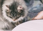 Защитный механизм: ученые объяснили, почему кошки у многих людей вызывают аллергию