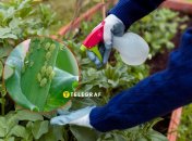 Борьба со тлей