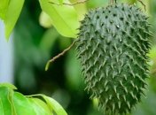 Медики назвали фрукт, который "убивает" рак