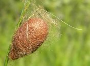 В Перу нашли кокон ранее неизвестного существа