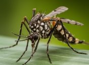 Комарі можуть загрожувати здоров'ю  (зображення створено за допомогою ШІ)