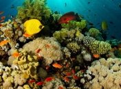 Ученые выявили, что влияет на коралловые рифы 