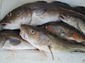 Виды рыбы, которые вредно употреблять в пищу