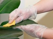 Полезные растения, которые необходимы в доме