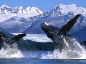 Удалось узнать, как киты помогают друг другу во время охоты