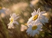 Прогноз погоды в Украине на 29 мая: дожди продолжатся