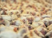 Производство курятины в Украине в 2012 году поднялось на 5%