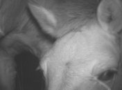 Ученые показали фото очень любопытных животных в Чернобыле