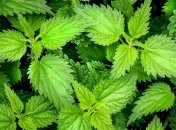 Крапива: полезные свойства "беспощадного" растения