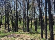 В прокуратуре требуют вернуть 50 га леса, переданного окружению Януковича