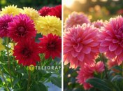 Время цветения георгин зависит и времени высадки клубней в грунт