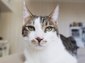 И смех и грех: провинившиеся домашние питомцы