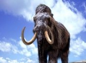 Бивни молодых мамонтов указали на вину охотников в их вымирании