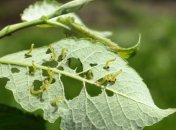 Эффективные средства против гусениц на овощах