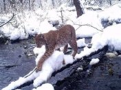 Камеры зафиксировали передвижения животных в Чернобыльской зоне