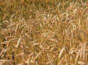 Украина на четверть увеличила оборот торговли агропродукции с ЕС