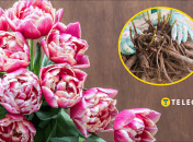 Высадка пионов осенью