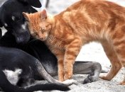 В одній із китайських провінцій заборонили їсти котів і собак