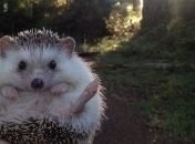 Биологи со всего мира устроили флешмоб "самых милых зверят"