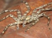 Ученые назвали самое быстрое существо на Земле