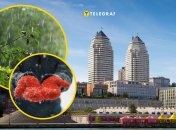 Дніпрянам варто брати парасольки та одягати зимові речі