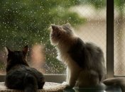 Украину сегодня накроют обильные дожди с грозами и градом