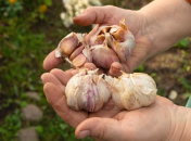 Зробіть так і ваш часник не жовтітиме