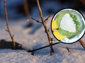 Удобрювати сад та город можна просто поверх снігу