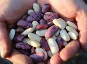 Чем полезна фасоль и почему необходимо есть этот продукт