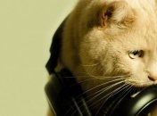 Вышел первый в мире музыкальный альбом для кошек (Видео)