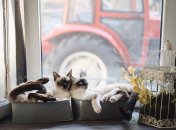 8 июля в народе было днем влюбленных