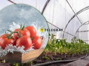 Томаты в теплице сажают в ноябре