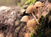 Более сотни лет исследований: ученые объединили исследования симбиоза грибов и растений в единую базу данных