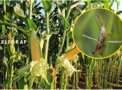 Сарана знищує врожай